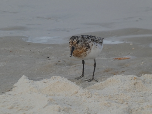iNaturalist image