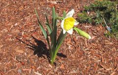 Narcissus pseudonarcissus