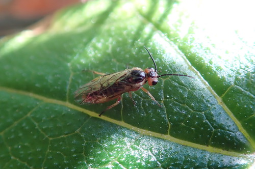 Willow Apple Gall Sawfly photo 3