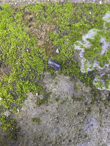 Common Pill Woodlouse