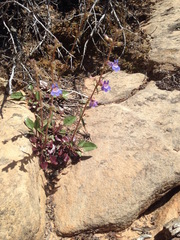 Penstemon humilis obtusifolius