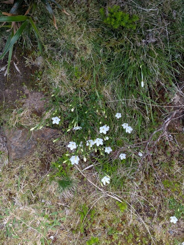 Centaurium scilloides (Centaurium scilloides)