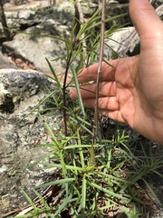Eupatorium hyssopifolium