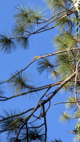 iNaturalist observation photo of Western Tanager