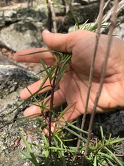 Eupatorium hyssopifolium