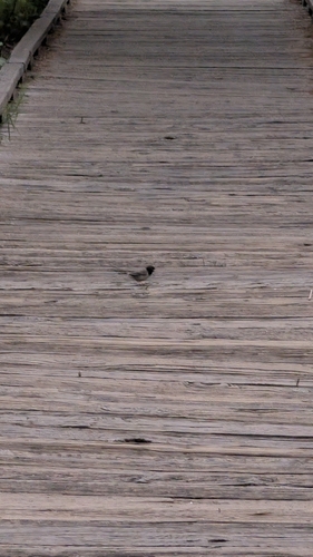 iNaturalist observation photo of Dark-eyed Junco