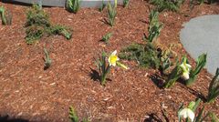 Narcissus pseudonarcissus