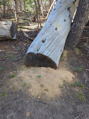 iNaturalist observation photo of Carpenter Ants, Typical Sugar Ants and Allies