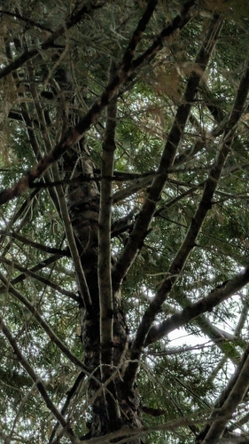 iNaturalist observation photo of Mountain Chickadee