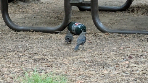 iNaturalist observation photo of Brewer's Blackbird