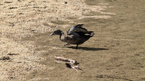iNaturalist observation photo of Wood Duck