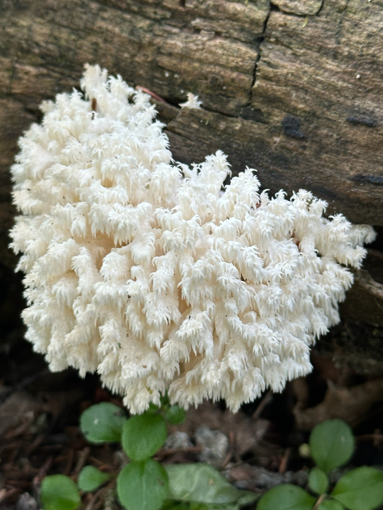 Coral tooth fungus