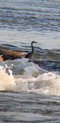 Ardea herodias