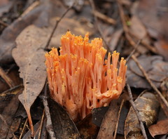 Ramaria samuelsii