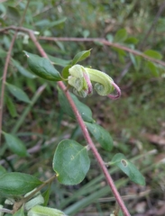 Grevillea mucronulata