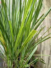 Pandanus amaryllifolius