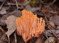 Ramaria samuelsii
