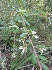 Grevillea mucronulata
