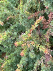 Pultenaea involucrata