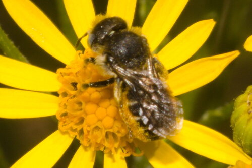 Foto von Bedornte Mauerbiene