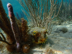 Chilomycterus antillarum