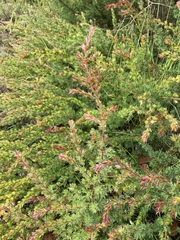 Pultenaea involucrata
