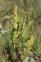 Rumex lanceolatus