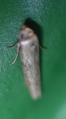 Elachistidae