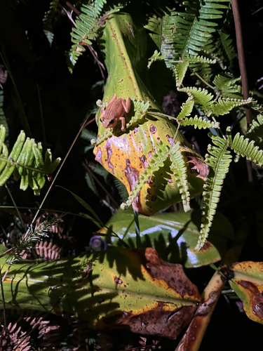 Eleutherodactylus coqui observed 2026-07-26