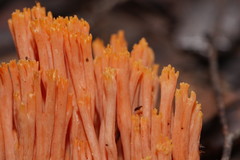 Ramaria samuelsii