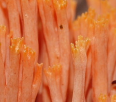 Ramaria samuelsii