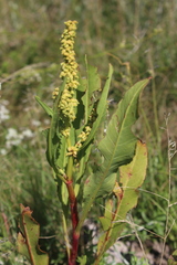 Rumex lanceolatus