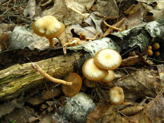Kuehneromyces marginellus
