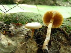 Kuehneromyces marginellus