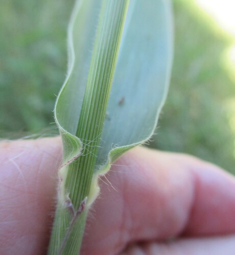Urochloa texana, photograph 4