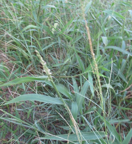 Urochloa texana, photograph 2