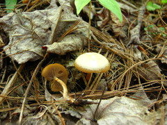Kuehneromyces marginellus