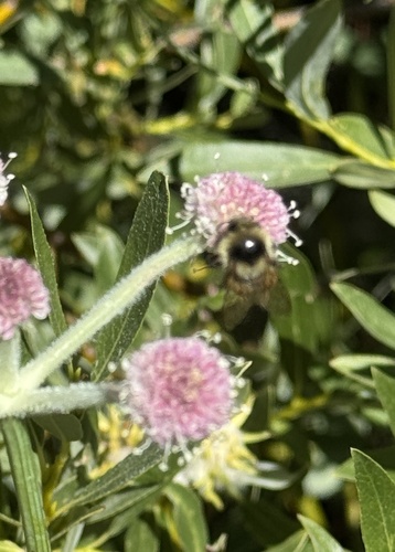iNaturalist observation photo of Bumble Bees