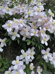 Clematis montana