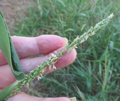 (c) Linda Jo Conn, some rights reserved (CC BY) Urochloa texana, photograph (c) Linda Jo Conn, some rights reserved (CC BY)