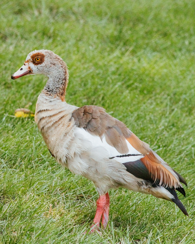 iNaturalist image