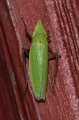 Draeculacephala bradleyi