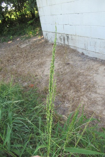 Urochloa texana