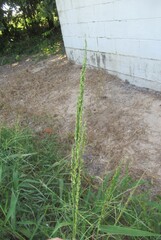 Urochloa texana