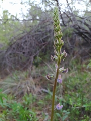 Lupinus latifolius wigginsii