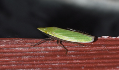 Draeculacephala bradleyi