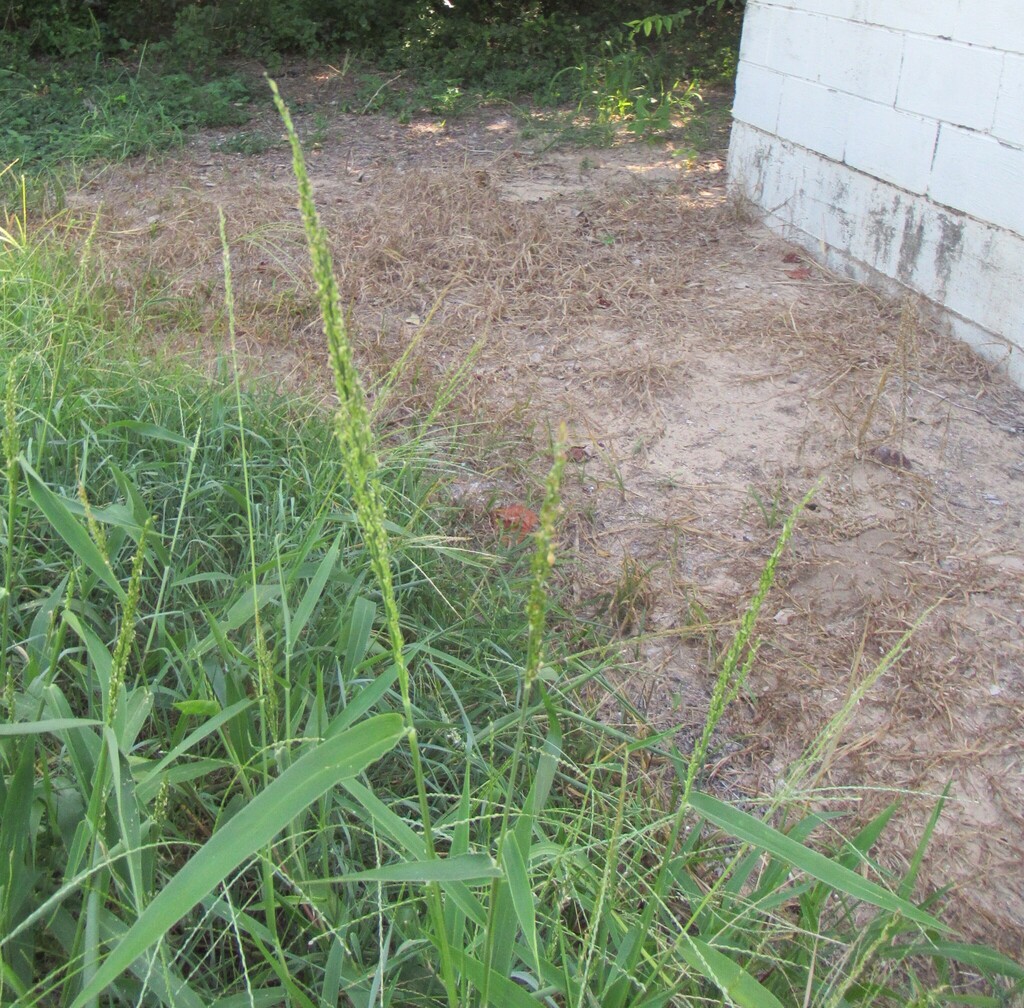 Urochloa texana; photograph (c) Linda Jo Conn, some rights reserved (CC BY)