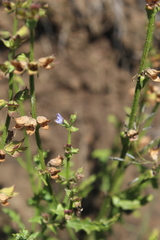 Salvia stenophylla