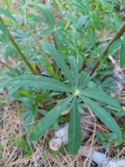 Lupinus latifolius wigginsii