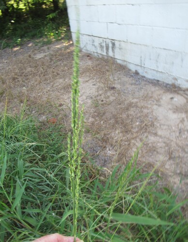 Urochloa texana, photograph 5